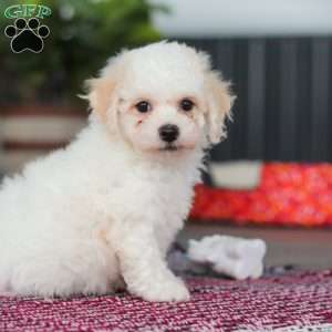 Charlie, Bichon Frise Puppy